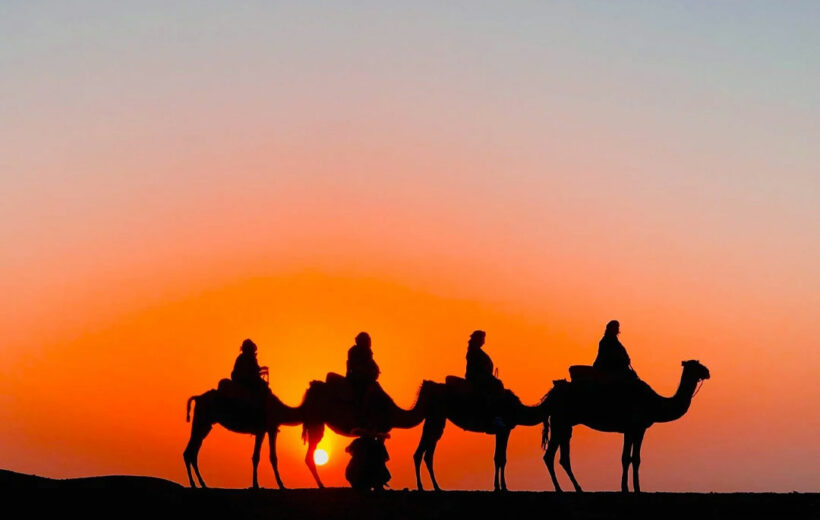 Camels at sunset in Agafay