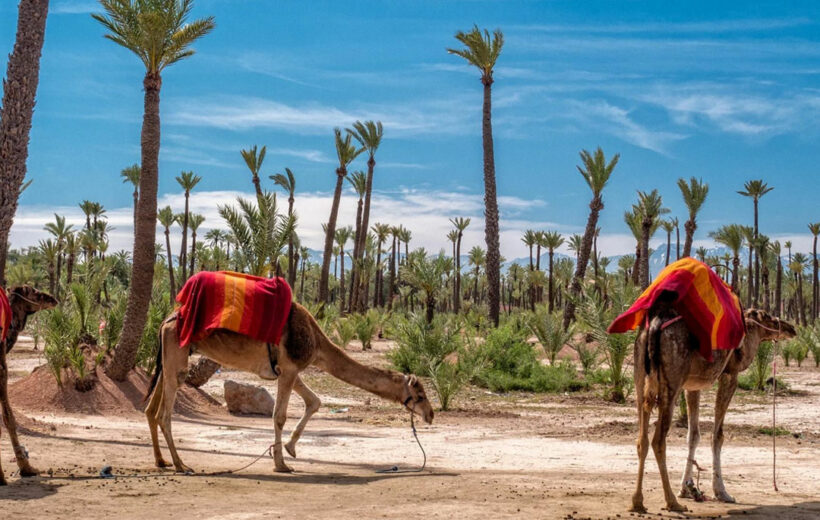 Camel ride and Quad excursion in the Palmeraie